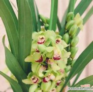 探寻兰花的深层寓意与繁衍养护之道 兰花之美