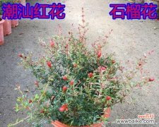 揭示石榴花的象征意义和文化内涵 石榴花的寓意与象征