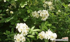 探索白蔷薇的含义 白蔷薇的花语