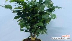 花卉的美丽与祝福 用花传递平安与健康