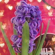 探寻不同颜色风信子的花语与寓意 风信子花语与寓意