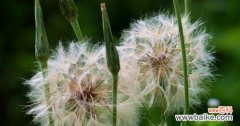 蒲公英的美丽与意义 蒲公英的花语