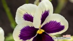 蓝色风信子 遇见的花语——以蓝色风信子为主题