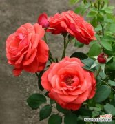 从纯洁到悲伤 白色月季花的象征意义