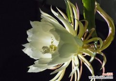 揭示昙花的神秘花语与自然之美 昙花