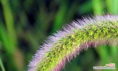 揭示狗尾巴草的秘密和象征意义 狗尾巴草的花语与意义