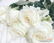 纯洁 白色玫瑰花花语的含义和象征