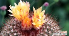 揭示仙人球花朵背后的象征意义 仙人球开花的寓意与象征