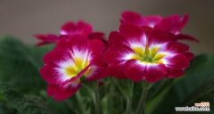 失而复得 凤凰花盛开的希望