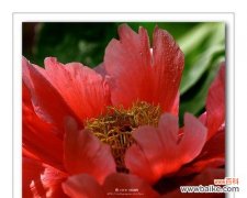 牡丹花的神话传说与文化象征 牡丹花语传说