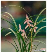 春兰花语的意义与传承 春兰花语——美丽与希望的象征