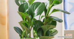 揭示碧玉花的风水寓意与象征意义 碧玉花的风水寓意