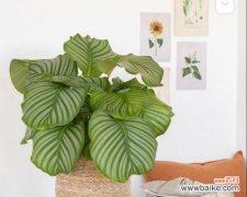 探索花卉的多样性与特点 花卉分类的意义与方法