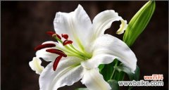 探寻白百合花在文化中的象征意义和传达的花语 白百合花的花语及象征意义