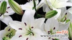美丽的黄百合 黄百合花语
