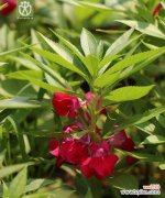 凤仙花的花语是什么？如何用凤仙花表达情感？