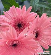 扶郎花的寓意是什么？扶郎花象征着什么含义？