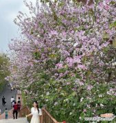 宫粉紫荆花语是什么？如何理解这种美丽花朵的含义？