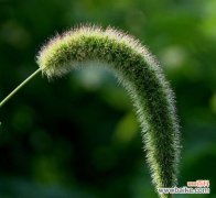 狗尾草的花语是什么？为什么它会成为流行的园艺选择？