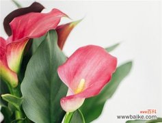 传递爱与关怀的花语 粉色马蹄莲花的美丽与含义