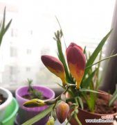 探索小苍兰的花语 小苍兰的花语及其意义