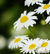 野菊花的美丽与坚韧——以花语代表意义 野菊花的花语及寓意