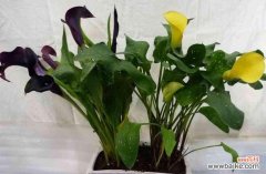 美丽的马蹄莲与人类生活的紧密联系 探秘马蹄莲的意义