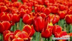 点燃生命的梦想 火花兰花语