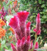 探索鸡冠花的花语 鸡冠花的花语