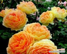 傲然绽放的花海 高贵花之美——尽揽世间华彩