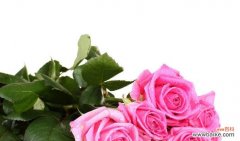 探寻粉色玫瑰的花语与意义 玫瑰花中的粉色力量