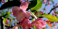 探寻美丽花朵背后的含义 日本海棠花花语的深意