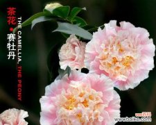 白牡丹花带来的好运与福气 白牡丹花的风水寓意与作用