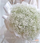 探寻满天星背后的深意 花白色满天星的美丽与寓意