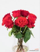 传递爱意的19朵红玫瑰花束 《红玫瑰花语的浪漫与意义》
