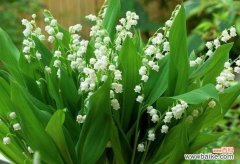 寓意深远的铃兰花和它的神秘传说 铃兰花的花语和传说