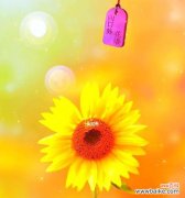 花语之美 以向日葵花语，适合送给什么人
