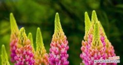 从花语到文化 以云实的花语与文化背景