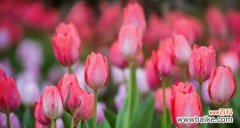 郁金香花语与寓意解读 郁金香