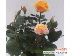 品味高贵 香槟色玫瑰