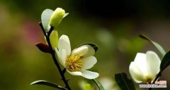 揭示木兰花的神秘与美丽 木兰花的花语与意义