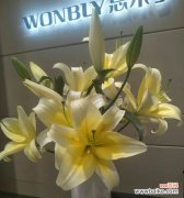 揭开百合花语的七重色彩秘密 七彩百合花语