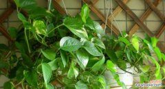 绿萝花语的象征和寓意 绿萝花语和喻意的由来