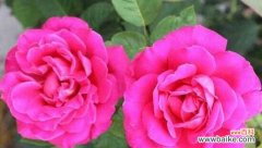 揭秘郁金香所代表的友情之美 友情的花语——以郁金香为例