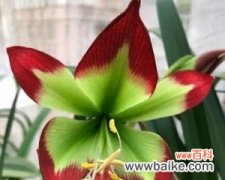 盛放在岁月里的芬芳和坚强 以孤挺花，生日花语体质虚羽