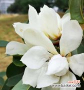 花海中的微笑 探寻以含笑花语的美丽与深意