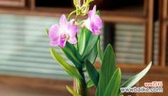 深情厚谊 以紫罗兰花为主题的挚友花语