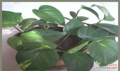 探寻绿萝的花语与意义 绿萝花语与生活的启示