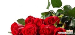 爱情和热情的象征 红玫瑰的花语与寓意