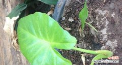 探寻滴水观音的花语之谜 滴水观音